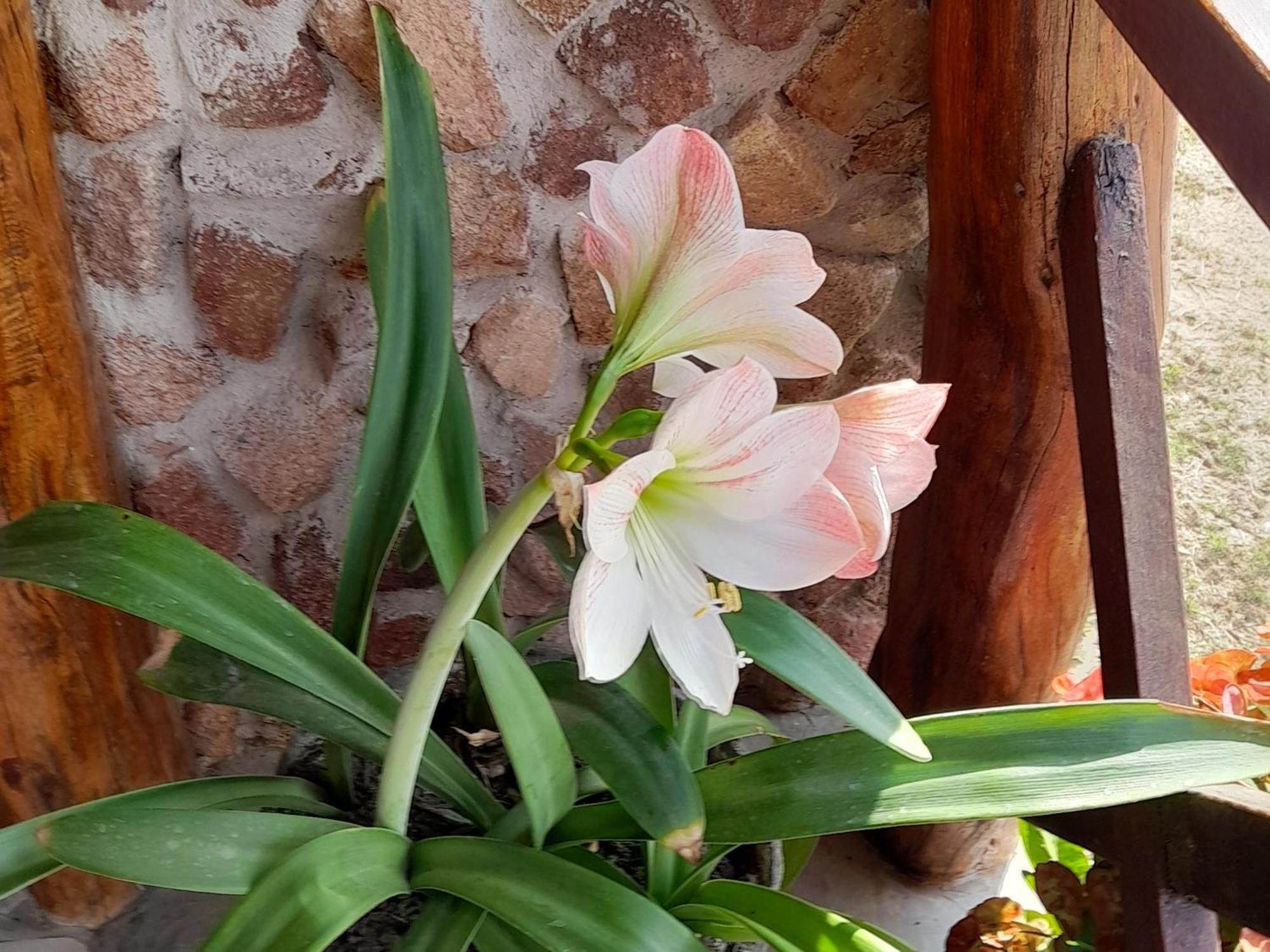 Pousada Vale Encantado Serra de São Bento Eksteriør bilde